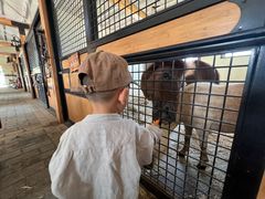 -北京群众马术培训基地