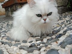 -喵屿·大理花园猫咖