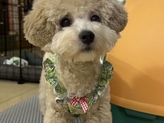 -伟伟宠物医院·CT影像中心·瑞派犬猫综合性门诊(汉口总院)