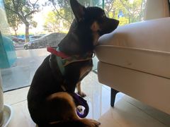 -瑞派申生动物医院·24H夜诊·国际动物医疗中心·骨外科(吴中路店)