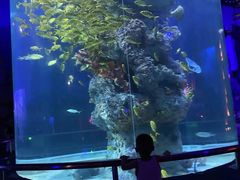 -芜湖新华联大白鲸海洋公园