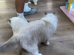 -MOCHA明星猫咖(田子坊店)