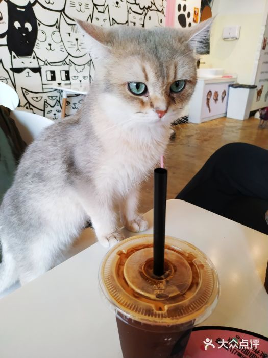 喵匠猫主题咖啡(凯德和平广场店)图片