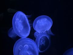 -香港海洋公园