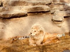 -北京野生动物园