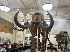 -美国自然历史博物馆