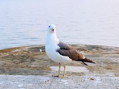 -大连星海广场音乐喷泉