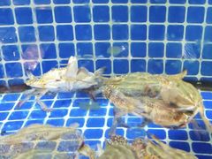 -碧海银沙海鲜餐厅(恒大海上威尼斯店)