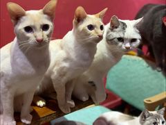 -猫色咖啡·猫咖