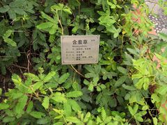-广州神农草堂中医药博物馆