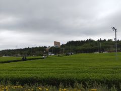 -雪绿茶博物馆