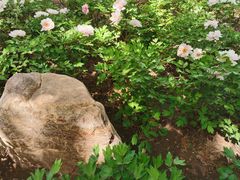 -洛阳市隋唐城遗址植物园
