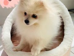 -翊宠yipet猫狗购宠庄园犬舍•猫舍