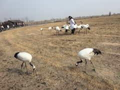 -盐城丹顶鹤湿地生态旅游区