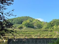 -龙井村