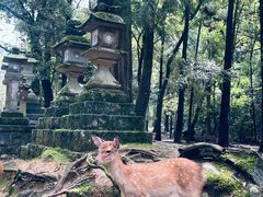 -奈良公园