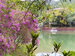 -广州白江湖森林公园