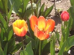 -长春公园(普阳街道)