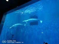 -芜湖新华联大白鲸海洋公园