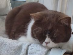 -猫小院猫主题咖啡厅(北锣店)