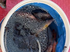 -小猫钓鱼海钓俱乐部(椰梦长廊店)