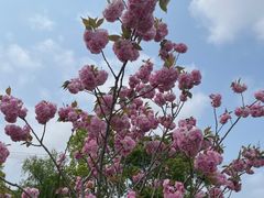 -南汇桃花村