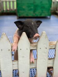 点击看大图 -萌宠亲子动物乐园(槐房万达店)