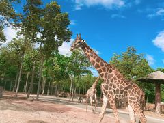 -清迈夜间动物园