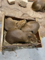 -Zoolung Zoolung动物主题公园(海信广场店)