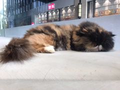 -瞄一喵猫咖(格力海岸店)