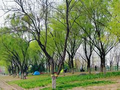 -永定河休闲森林公园