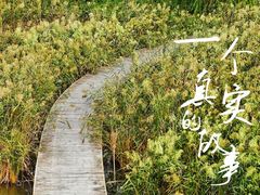 -盐城丹顶鹤湿地生态旅游区