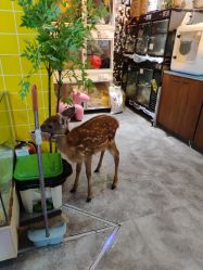 -神奇动物撸宠馆·羊驼·小浣熊·异宠(豫园店)