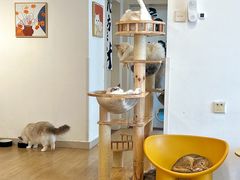 -有喵·猫咖·狗咖·30几只猫10只小狗(岗厦店)