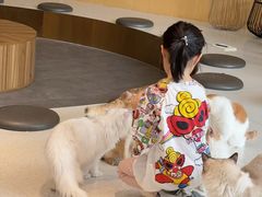 -飞行喵MR PILOT|猫舍·猫咖(静安大融城店)