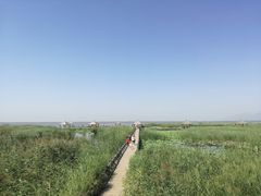 -哈素海