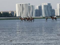 -奉贤海滩