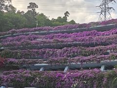-深圳仙湖植物园