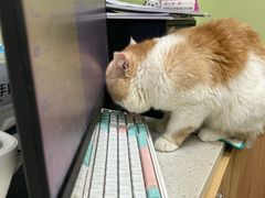 -瑞鹏宠物医院·夜间急症·心超·猫科(祖庙分店)
