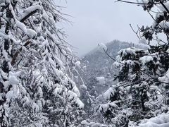 -四明山国家森林公园
