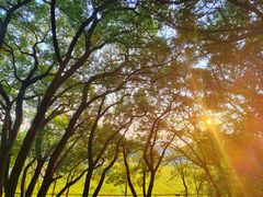 -上海佘山国家森林公园天马山园