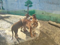 -栾川竹海野生动物园