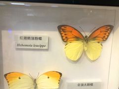 -上海大自然野生昆虫馆(东方明珠·爬宠昆虫探索中心)