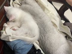 -pd派德宠物中心医院24H急重症·眼科中心·血液透析中心(嵩山北路店)