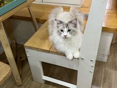 -李小姐の猫咖啡馆(五角场店)