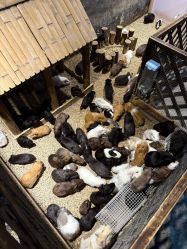 -酷嗒动物文化乐园(cutezoo西溪乐天城店)