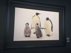 -罗红摄影艺术馆