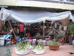 -本溪路花鸟市场(江浦路1709弄小区店)