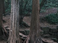 -云栖竹径
