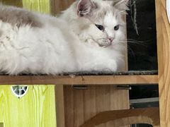 -平行世界·猫咖(首经贸店)